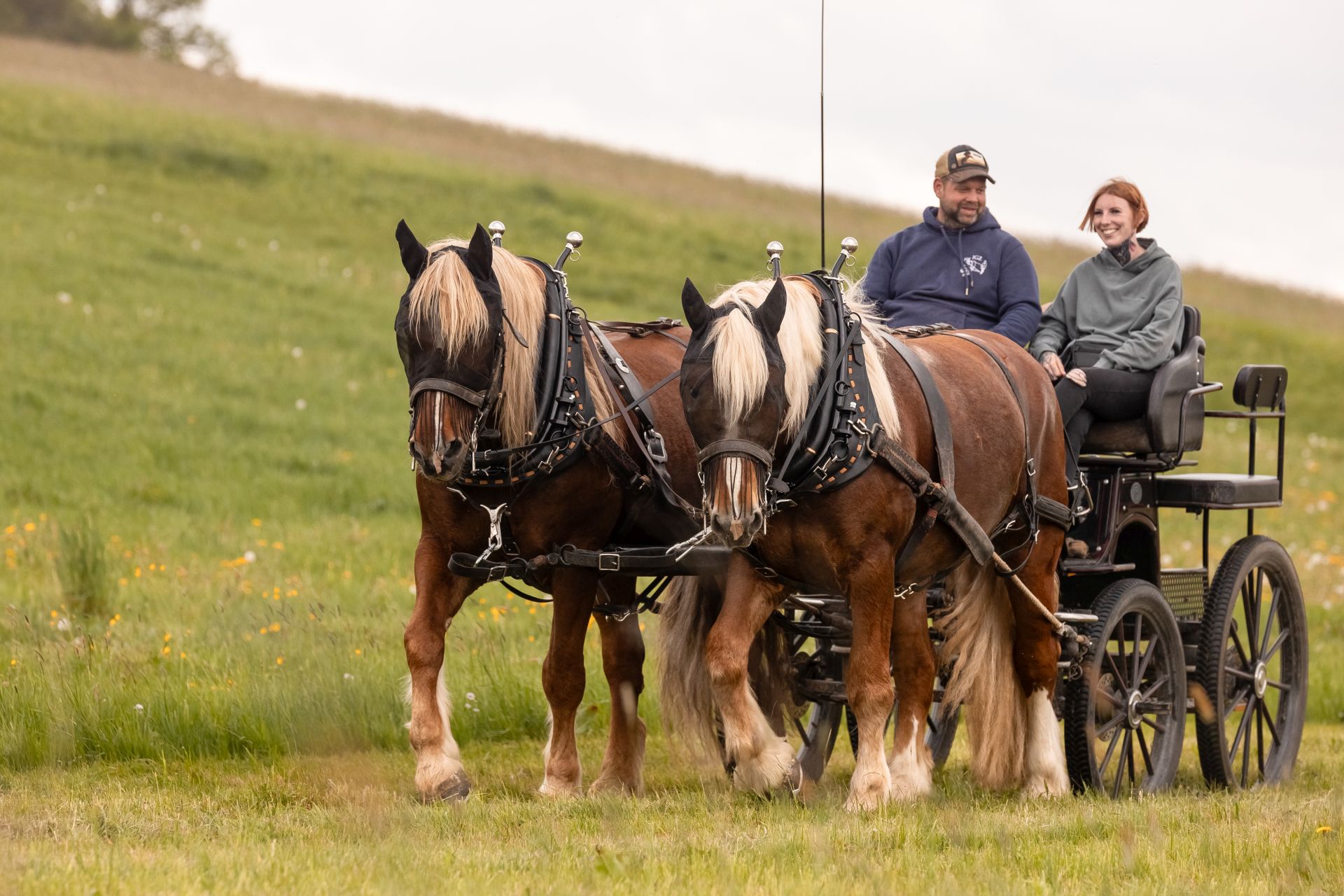 Gemeinschaft der Pferdeliebhaber