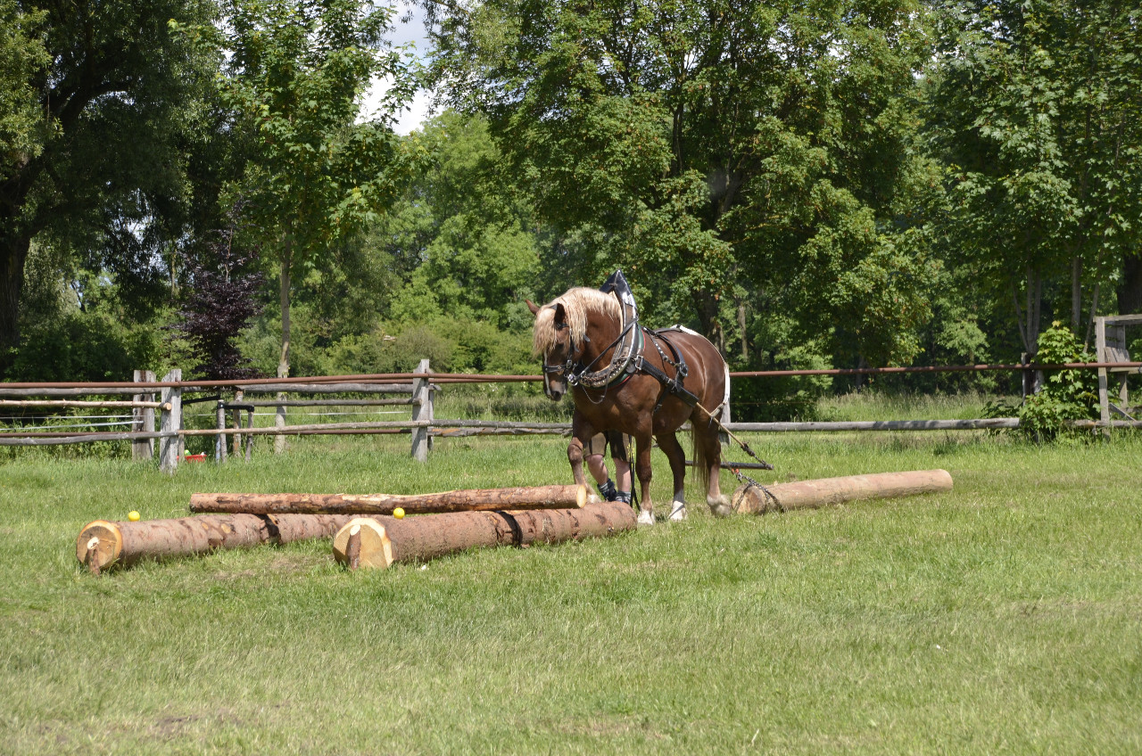 Bayerische Holzrückemeisterschaft