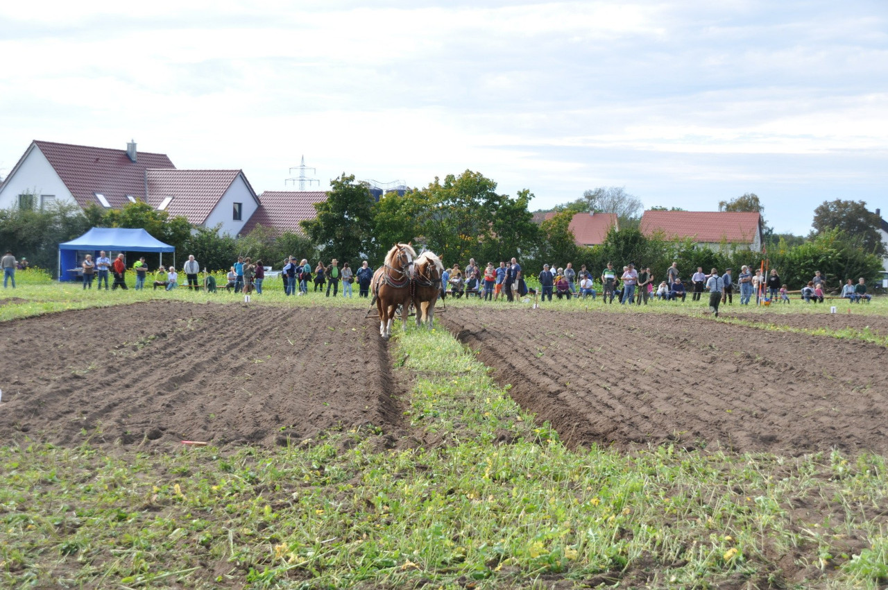 Bayrische Meister im Gespannpflügen