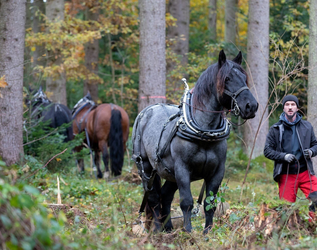 <img alt="" src="/user/pages/06.rueckblicke/der-bayrische-waldbesitzer/2021_11_02_IMG_085174_Pferderückung_1000_1500+(2)?name" />