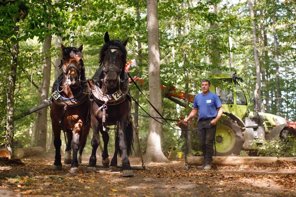 Deutsche Meisterschaft der Pferderücker 2020
