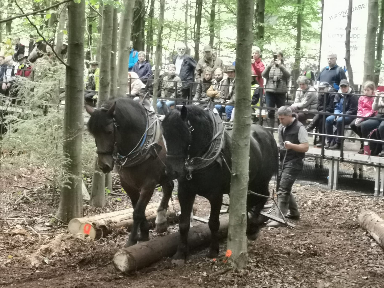 Deutschen Meisterschaft im Holzrücken