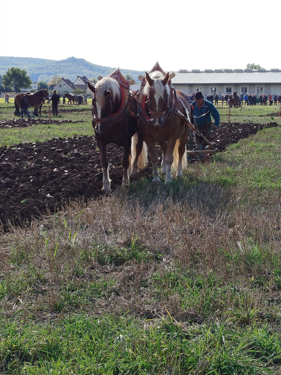 Deutsche Meisterschaft im Pflügen 2024