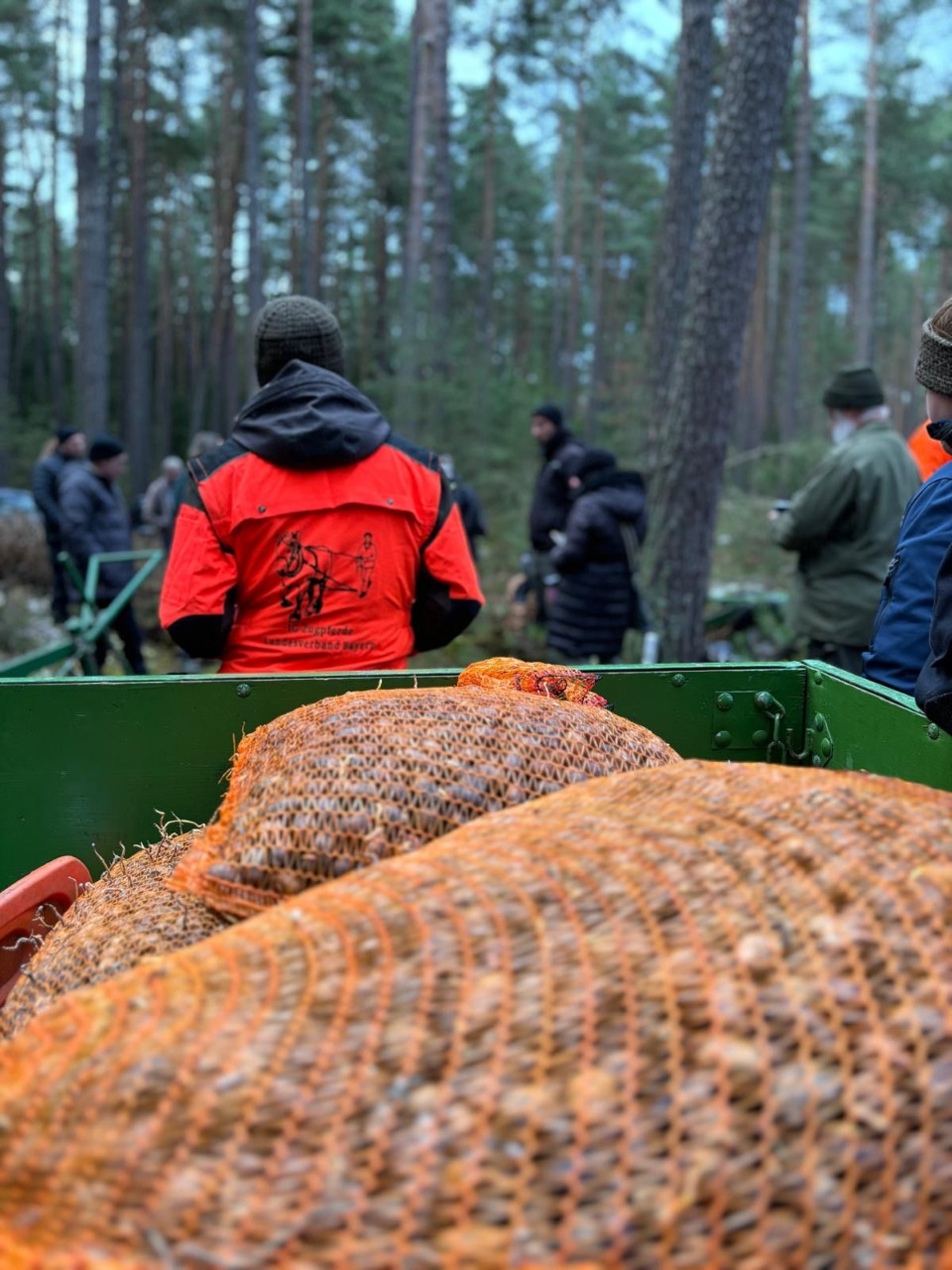 Eichensaat mit Pferden