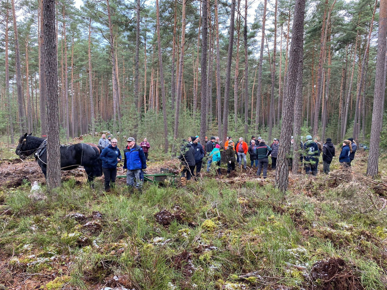 Eichensaat mit Pferden