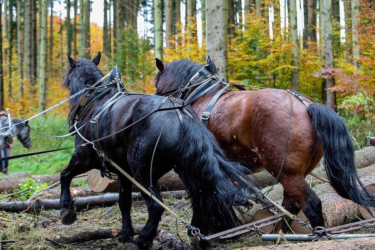 <img alt="" src="/user/pages/06.rueckblicke/neues-moor/csm_HSWT-Pferderueckung-Wald_e40c910890?name" />