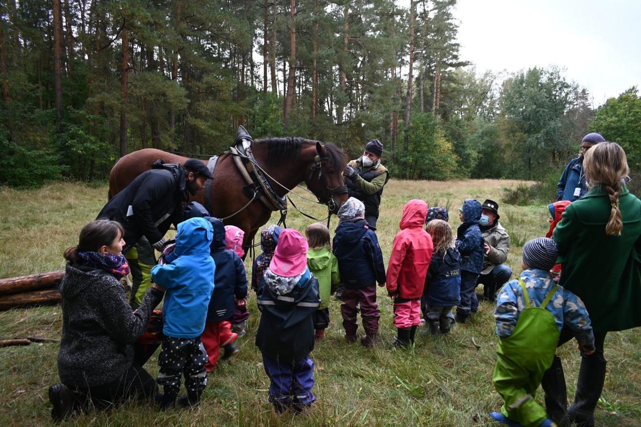 Pferderücker im Waldkindergarten