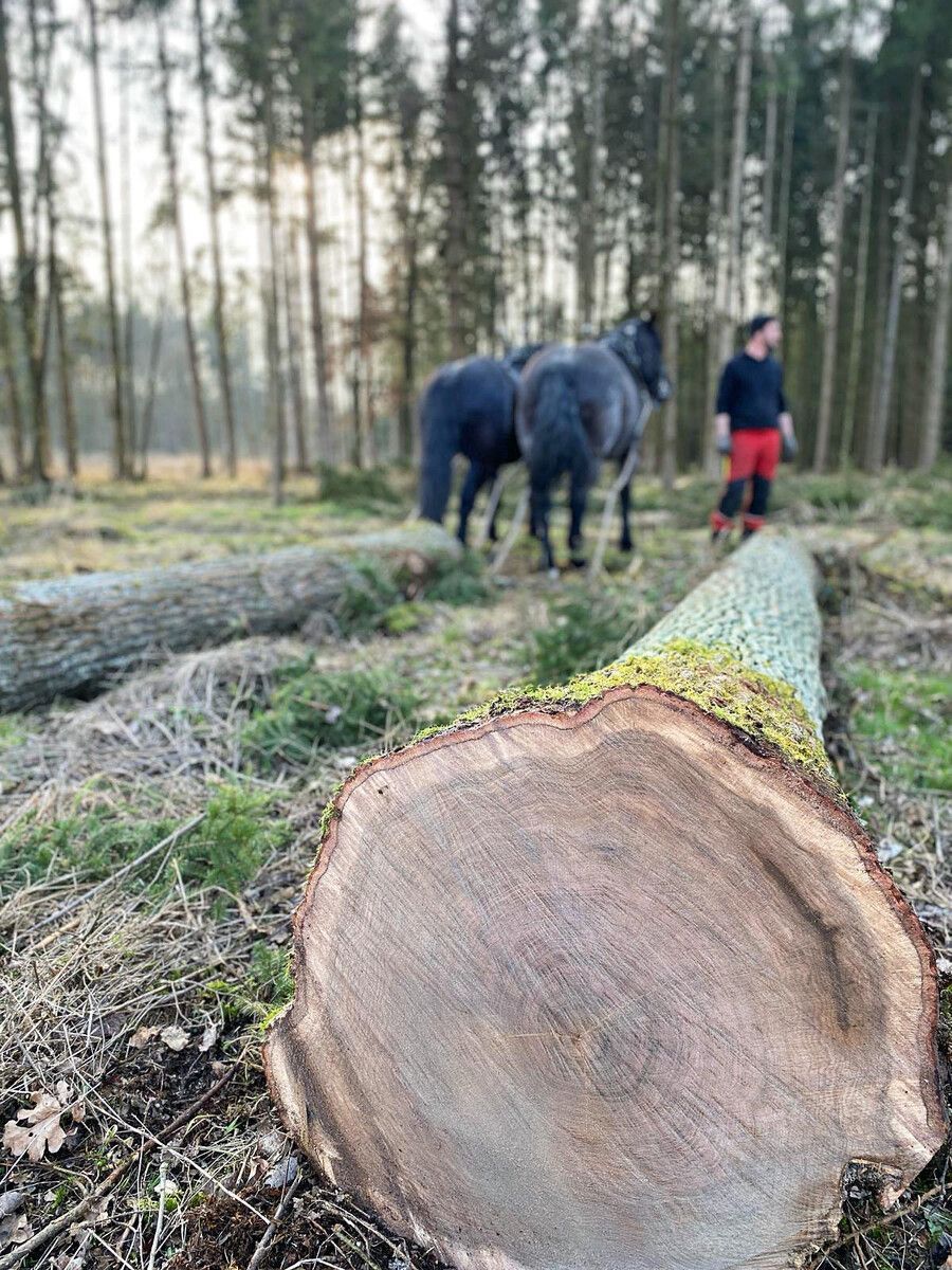 <img alt="" src="/user/pages/06.rueckblicke/pferdestark-gerueckt/86064_haydimbqg44q-900x1200-1920w?name" />