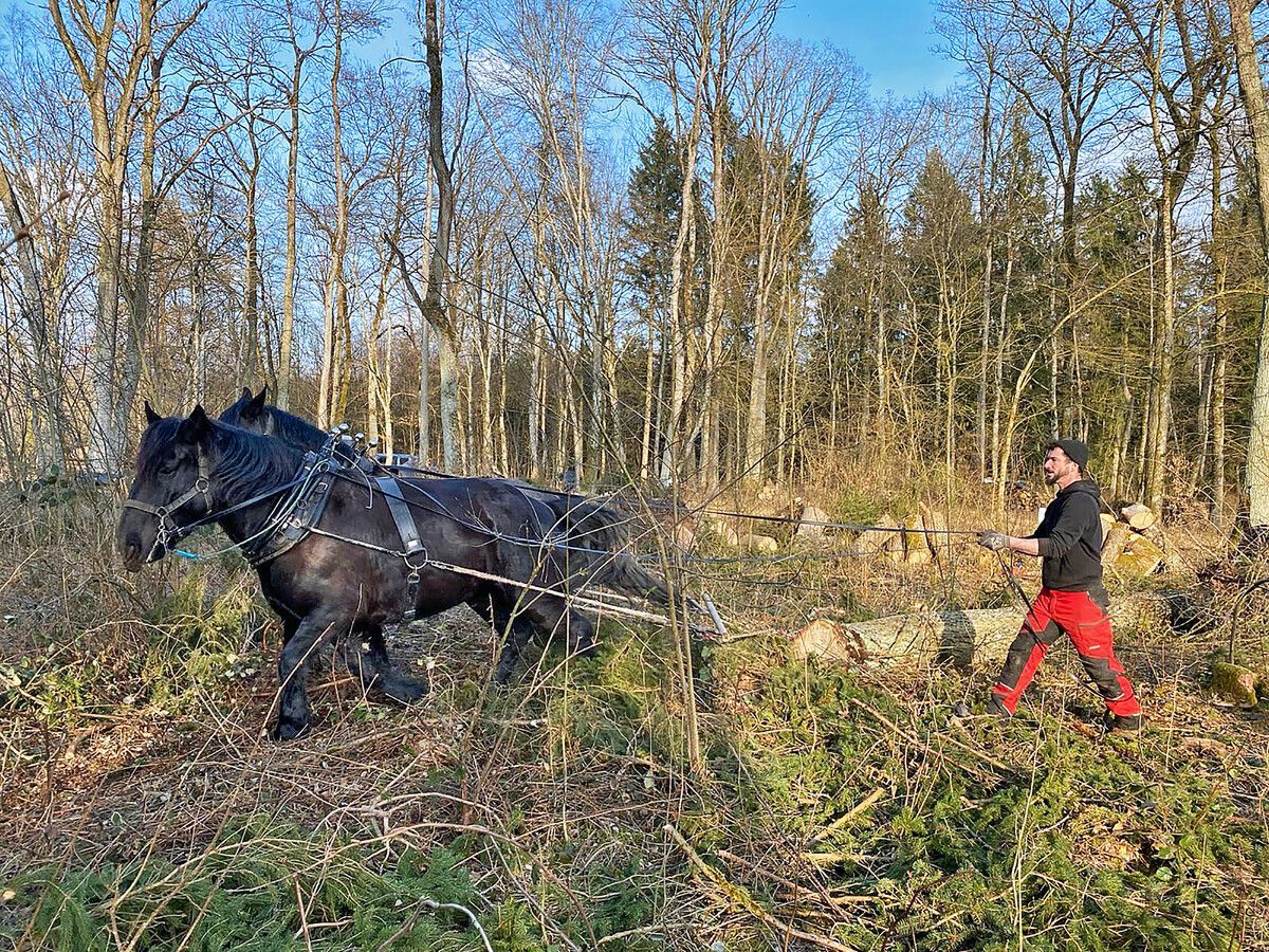 <img alt="" src="/user/pages/06.rueckblicke/pferdestark-gerueckt/86065_haydimbqg42q-1200x900-1920w?name" />