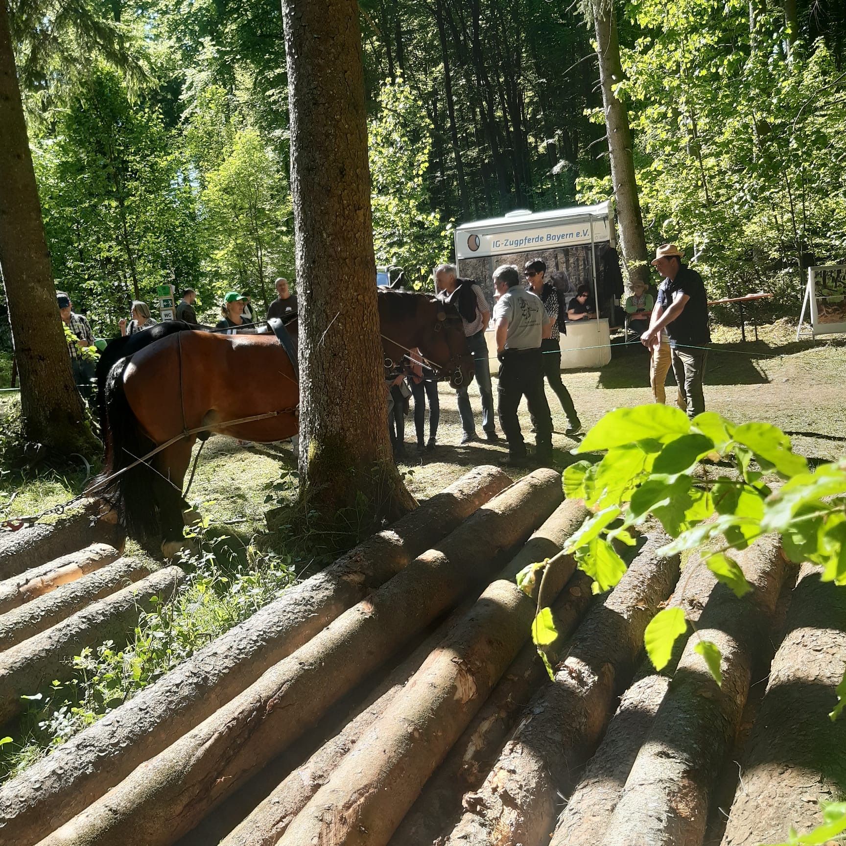 Waldfest in Schernfeld